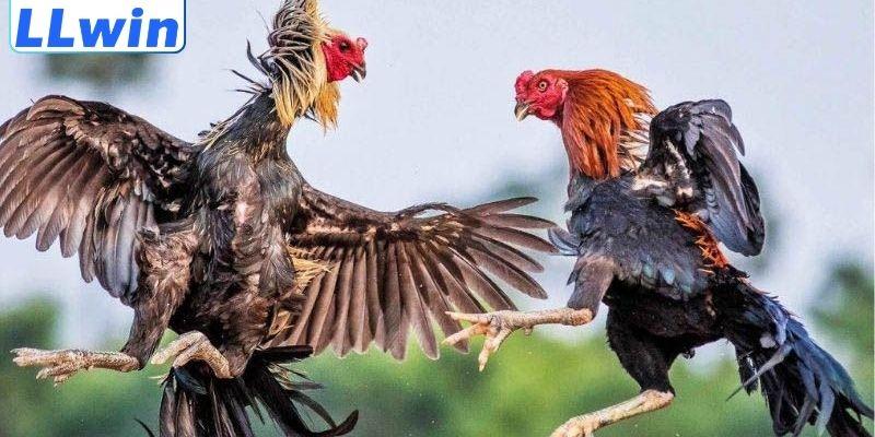 Khái quát sơ lược về kèo đá gà là gì
